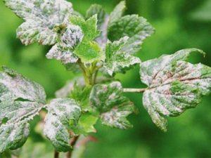 Effective measures to combat powdery mildew on currants with drugs and folk remedies