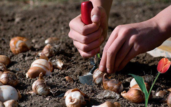 apeldoorn tulp