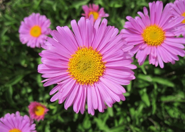 aster alpin