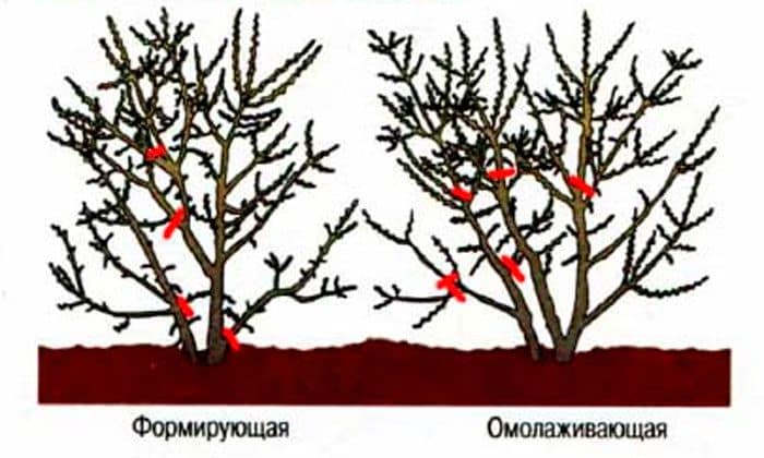 pruning sea buckthorn