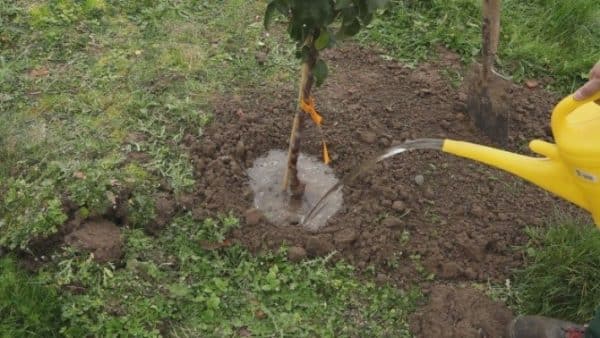 watering the apple tree