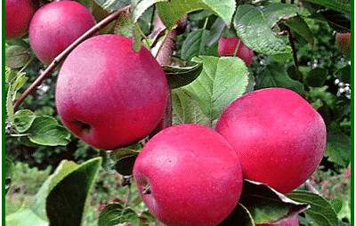 apple tree venyaminovskoe