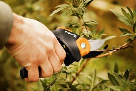 pruning sea buckthorn