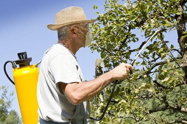 traitement de la poire