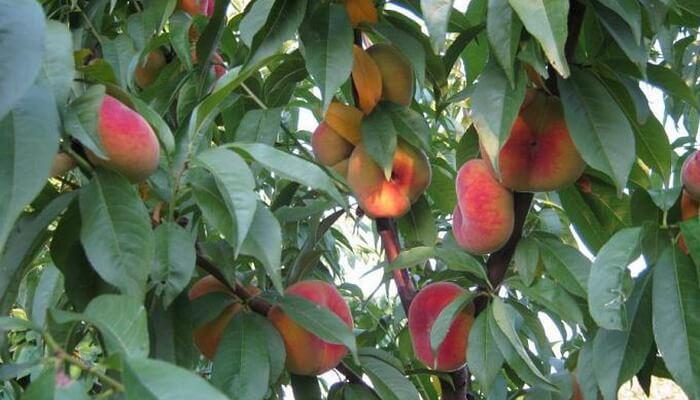 types of peaches