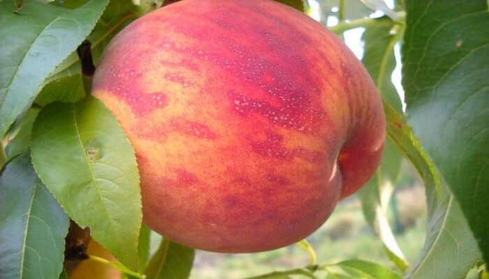 types of peaches