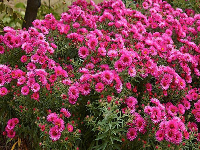 aster naujas belgas