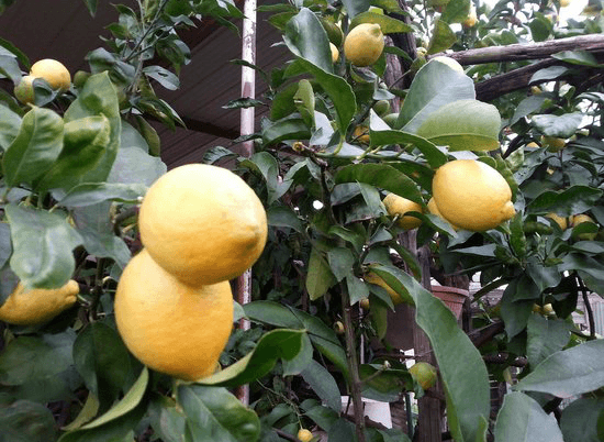 citron de meyer