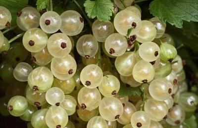 white currant