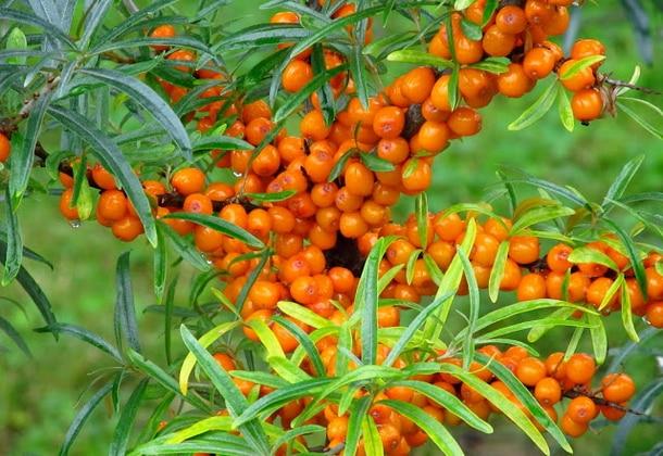 pruning sea buckthorn