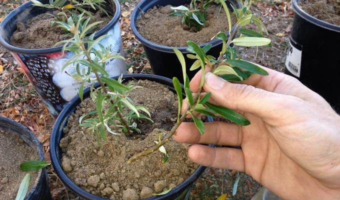 sea ​​buckthorn breeding