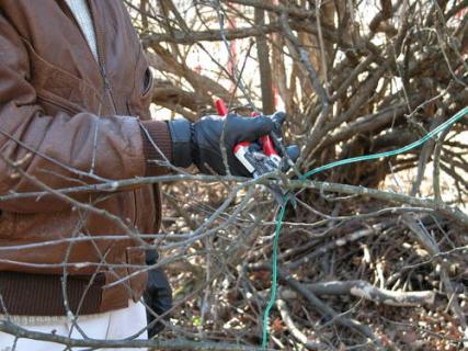 peach pruning