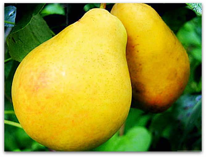 pear bere