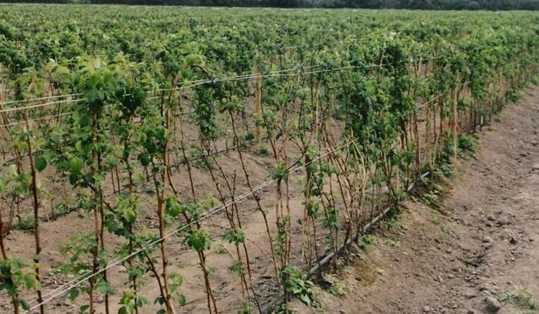 currant seedlings