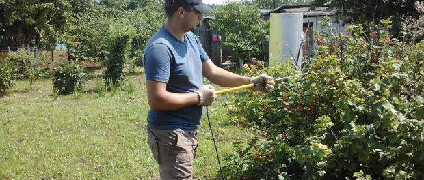 spraying currants