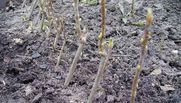 How to propagate currants