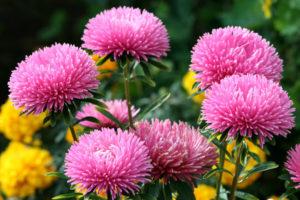 Menanam, menanam dan merawat aster di ladang terbuka