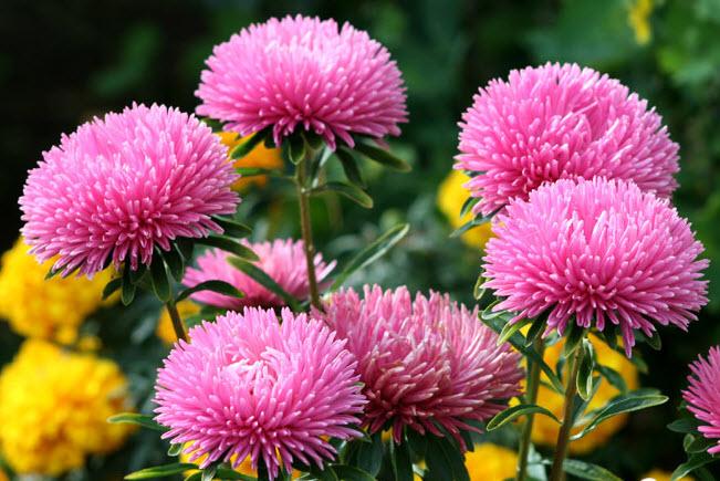 plantation et entretien des asters