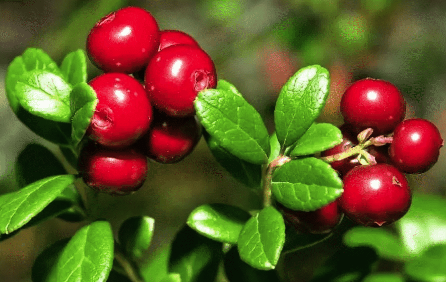 recogiendo arándanos rojos