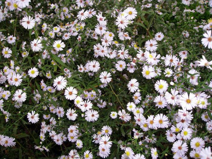 aster heather