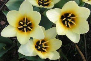 Description of varieties of botanical tulips, planting and care features