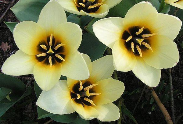 tulipes botaniques pointues