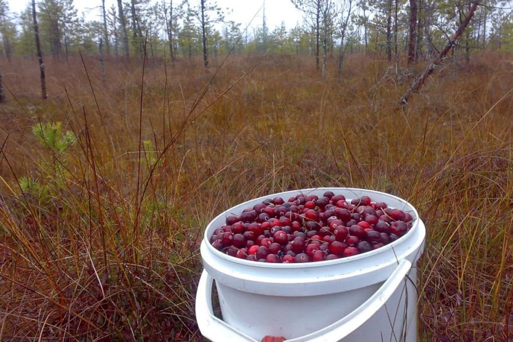 Preiselbeeren pflücken