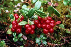 Propiedades útiles y medicinales de las bayas de arándano rojo y posibles contraindicaciones.