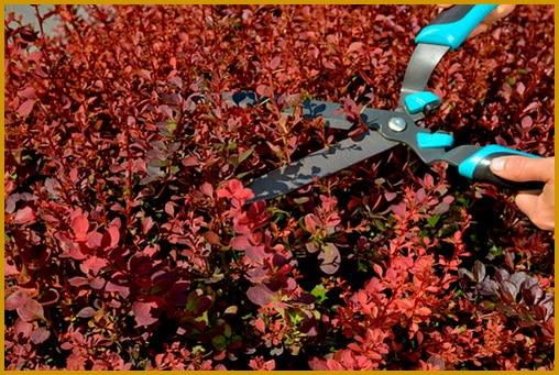 pruning barberry