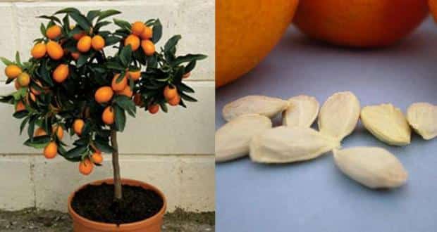 growing orange