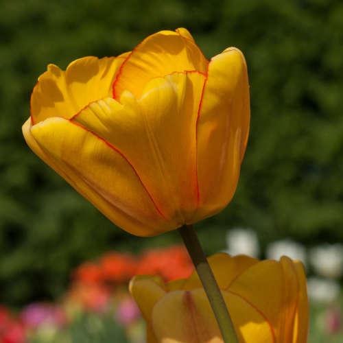 apeldoorn tulipan