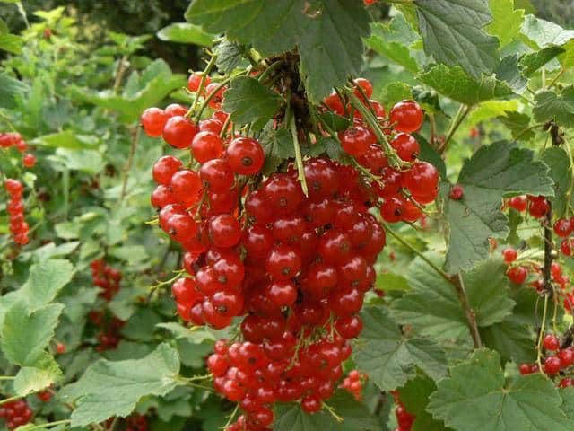 currant transplant