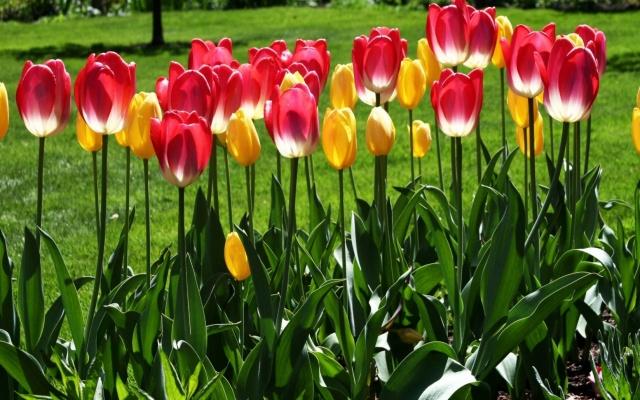 planter des tulipes