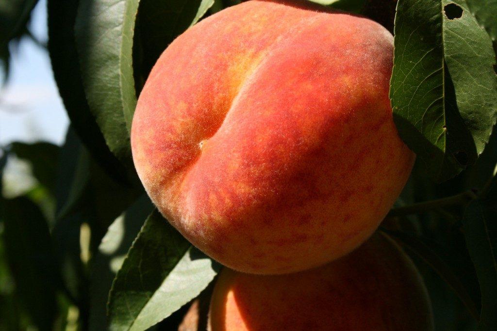 inca peach