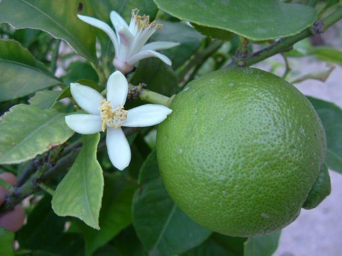 lime tree