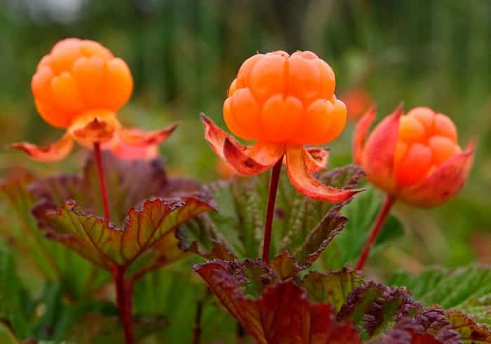 growing cloudberries