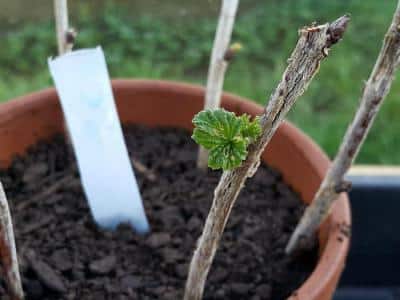 reproduction of currants