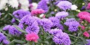 How to plant asters correctly in the fall before winter and is it possible