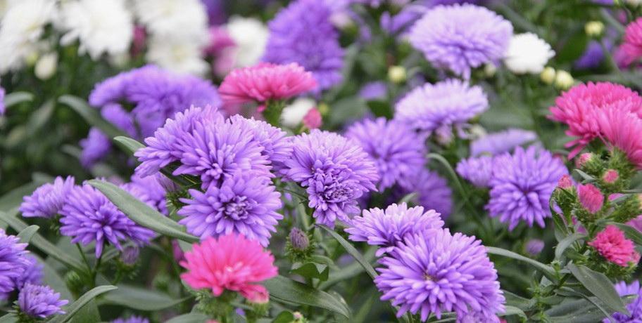 asters before winter