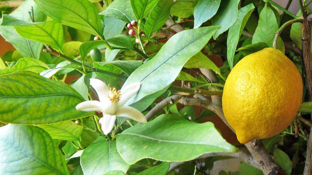 le citron ne fleurit pas