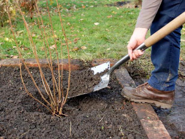 planting currants