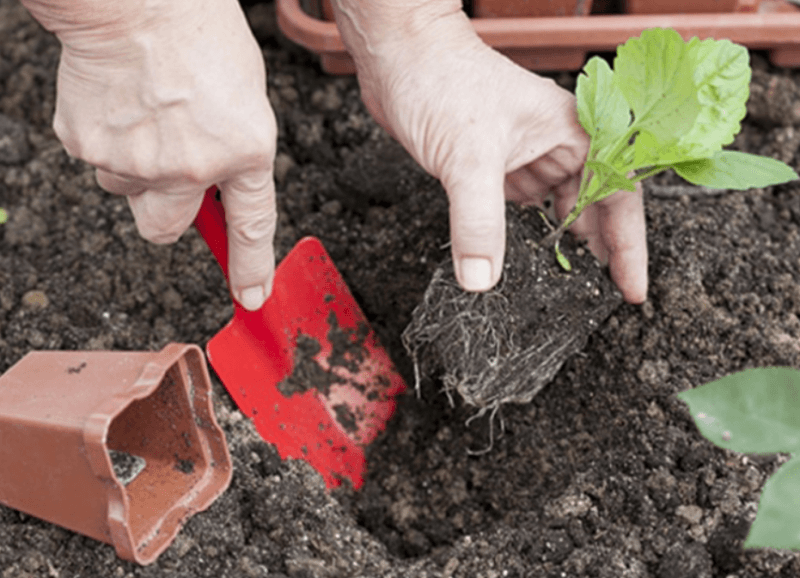 plantación y cuidado de ásteres