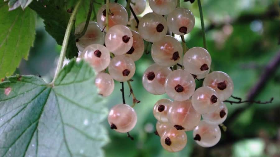 white currant