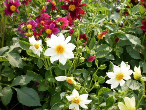 dahlia flowers