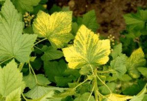 Why do black and red currant leaves turn yellow and what to do about it