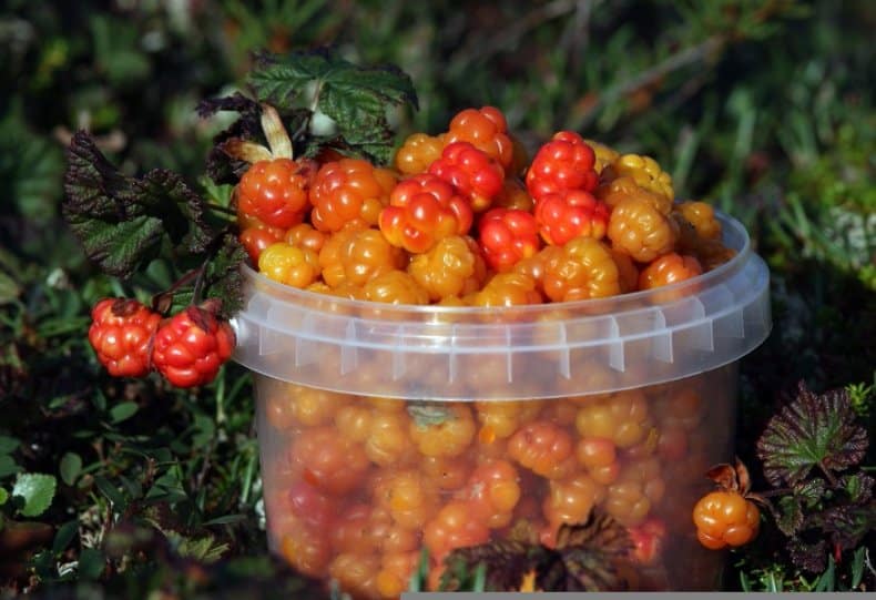 growing cloudberries