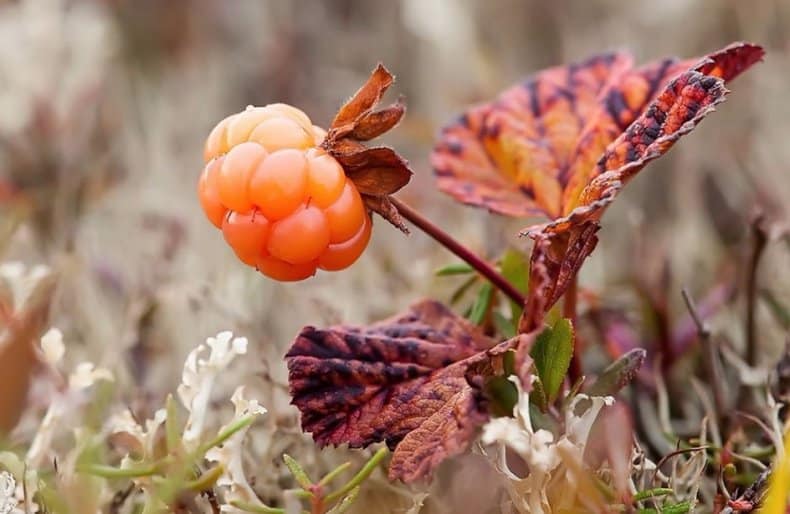 growing cloudberries