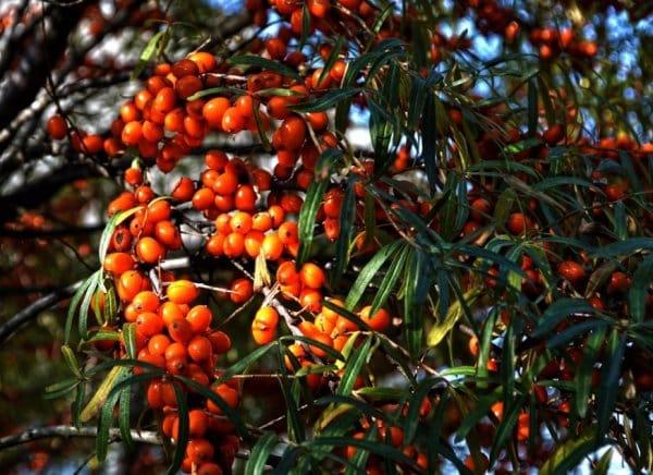 Ripe sea buckthorn