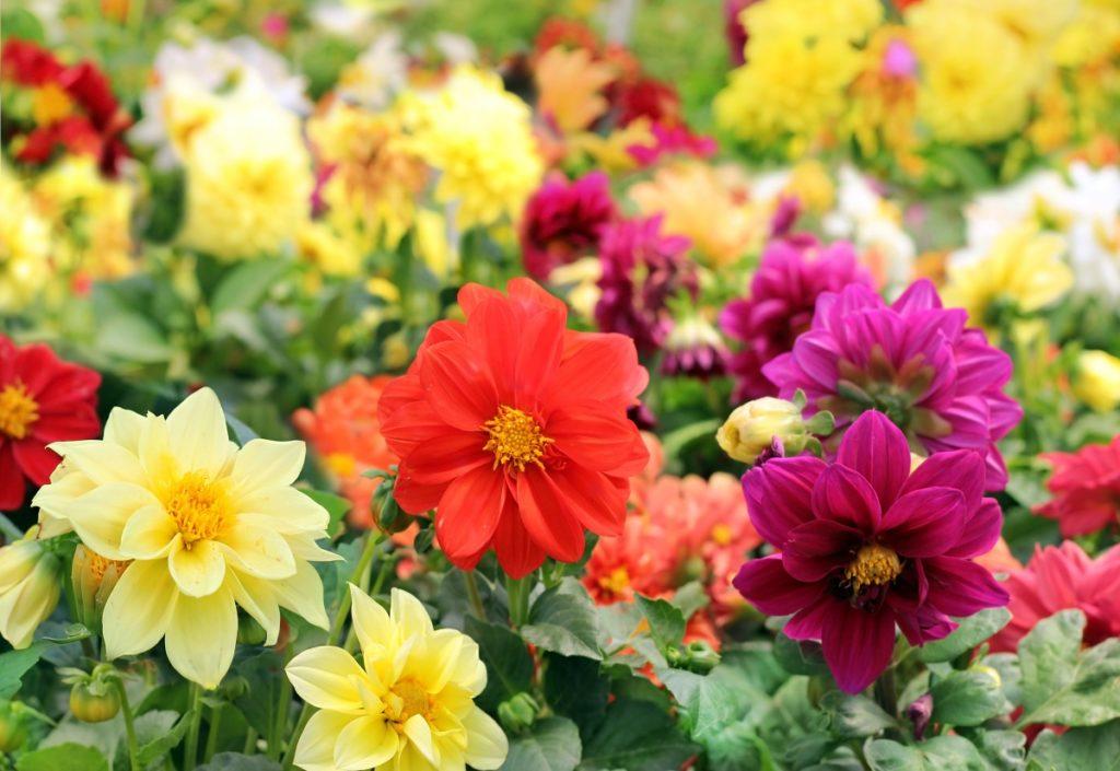 dahlias hauskat kaverit