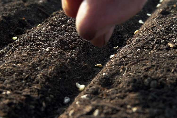 plantación y cuidado de ásteres